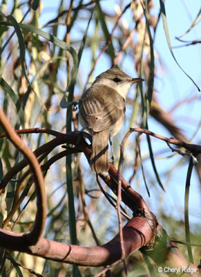 2358-reed-warbler