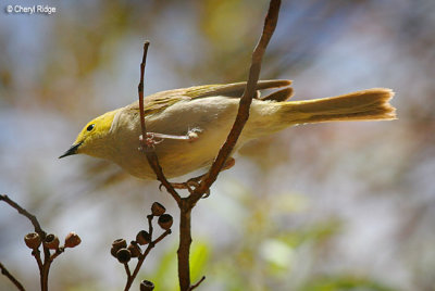 3264- white plumed honeyeater