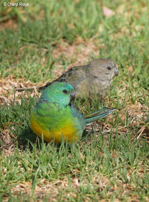 3159-red-rumped-parrot pair
