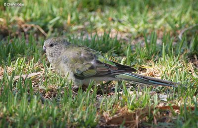 3162-red-rumped-parrot female