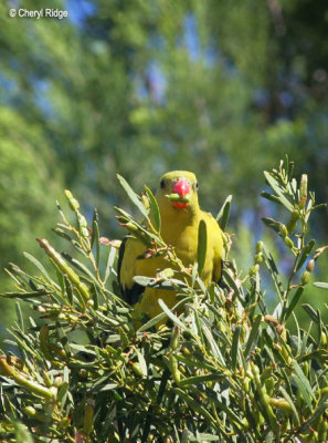 3460-regent-parrot