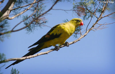 3470-regent-parrot