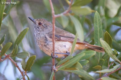 3004-thornbill (Hattah Vic)