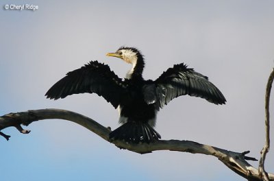 3172-little pied cormorant