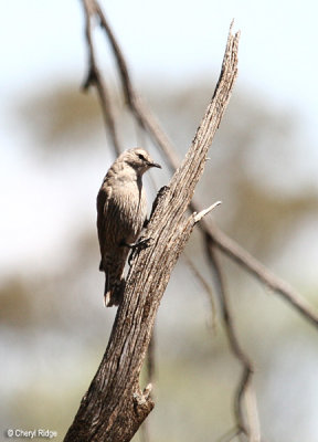 2392-treecreeper
