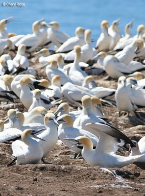 2515-gannet-colony