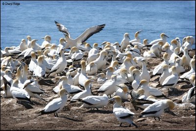 2537-gannet-colony