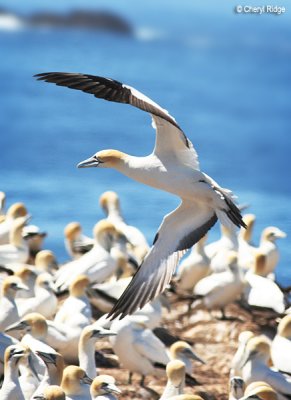 2667-gannets