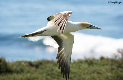 2676-gannet