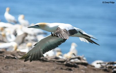 2693-gannet