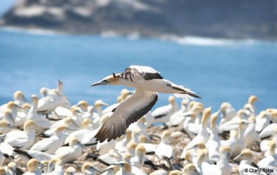 2787-gannet-colony