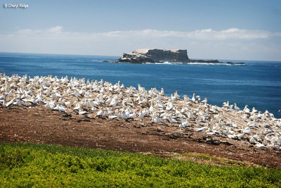 3619-gannet-colony