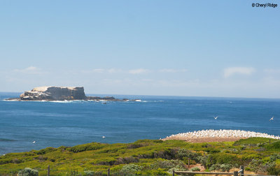 3636-gannet-colony