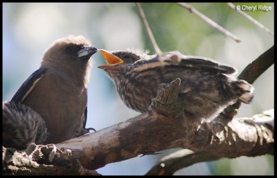 4279- dusky woodswallow - adult feeding young