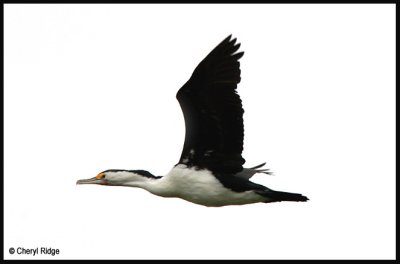 4431-pied cormorant flying