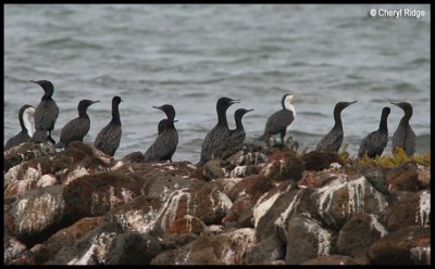 4542b- little black cormorants