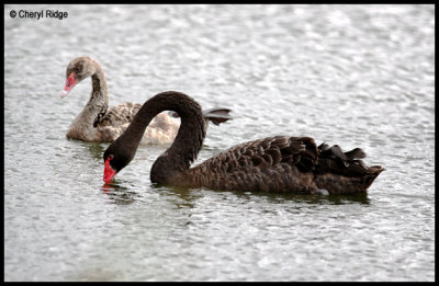 4563- adult and young swan