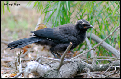 4646- white-winged-chough young