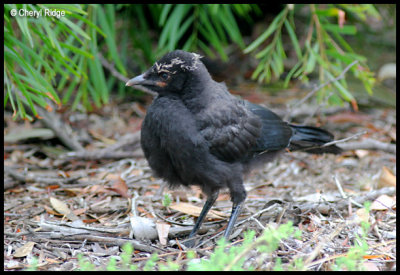 4650- white-winged-chough young