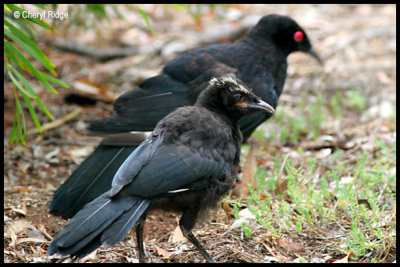 4651- white-winged-chough young