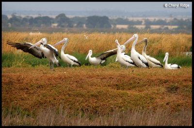4543- pelicans at western treatment plant