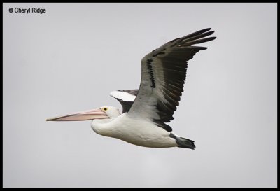 4553b- pelican in flight