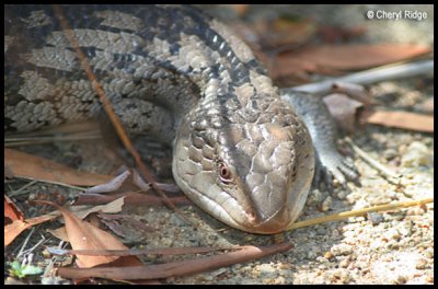 4315-lizard