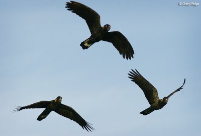 3758 yellow tailed black cockatoos flying