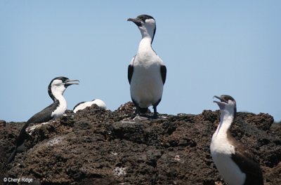 Cormorants