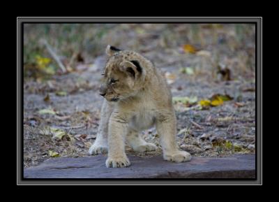 cub GM4Z5064.jpg