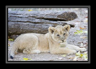 cub GM4Z5067.jpg