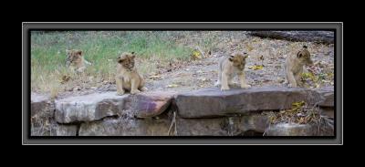 cubs in a row GM4Z5065.jpg