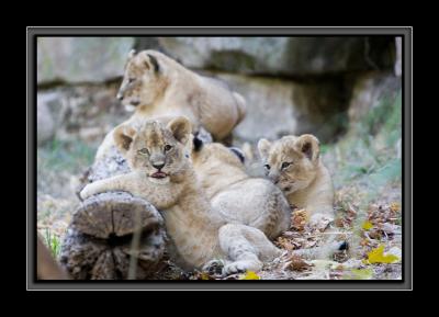 cubs on a log GM4Z5017.jpg