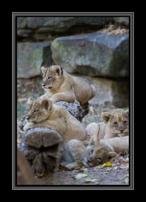 more cubs on a log GM4Z5014.jpg