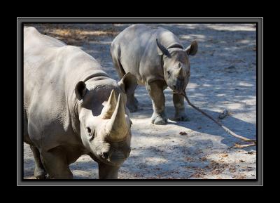 rhinos GM4Z4959.jpg