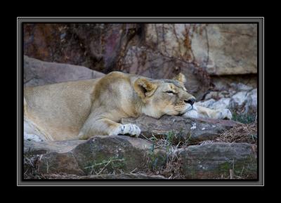 tuckered mom GM4Z5071.jpg
