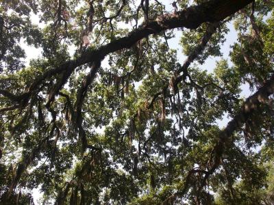 g4/24/500224/3/60376479.AtlantaLowresSpanishMoss.jpg