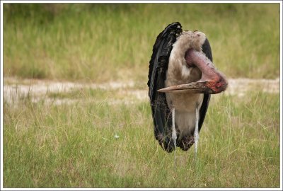 Birds of Botswana