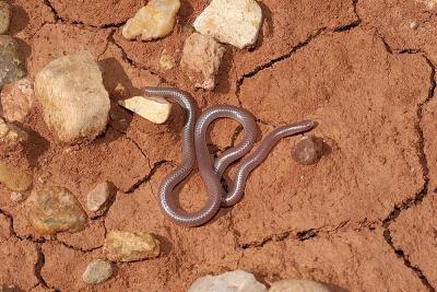 Leptotyphlops dissectus (New Mexico blindsnake), Barber county