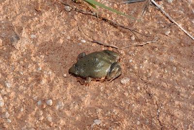 Gastrophryne olivacea (great plains narrowmouth toad), Barber county