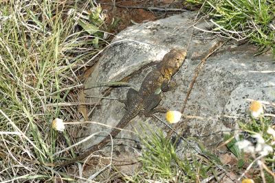 Collared lizard awakened, Clark county