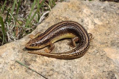 Eumeces obsoletus (great plains skink), Russell county