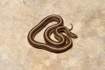 Tropidoclonium lineatum (lined snake), Russell county