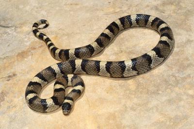 aberrantly colored milksnake