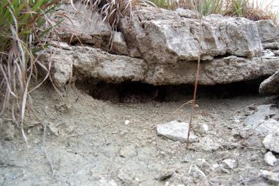 Massasauga in a crevice