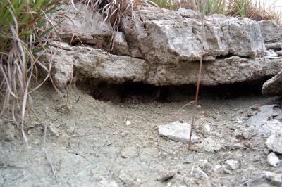 Oklahoma herping, June, 2006