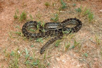 Elaphe emoryi (great plains ratsnake), Oklahoma