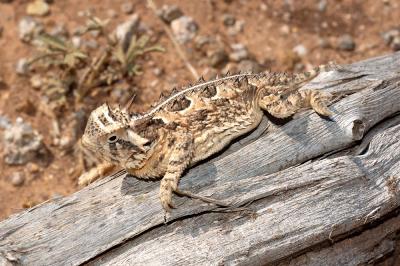 Phrynosoma cornutum (Texas horned lizard), Oklahoma