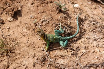 Crotaphytus collaris (eastern collared lizard aka boomer), Oklahoma