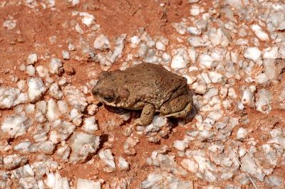 Bufo punctatus (red-spotted toad aka funky licking toad), Oklahoma